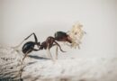 Jak skutecznie pozbyć się mrówek z domu?
